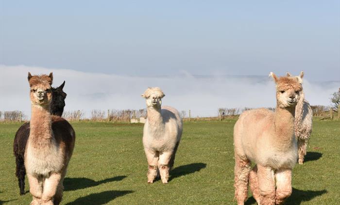 Some of our Alpacas